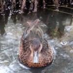 female duck