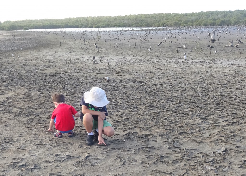 Lots to see on the dried tiles of the marsh lake