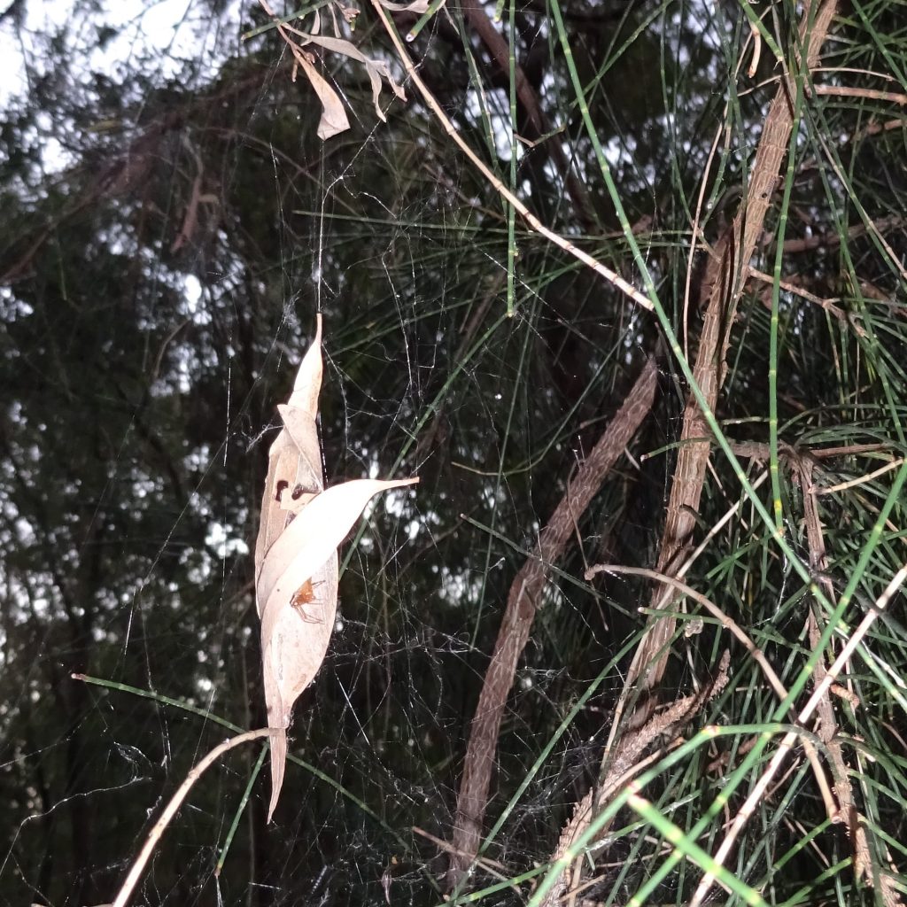 Leaves in the web, maybe the spider has moved on? No! look inside.