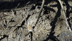 Flitting over the mangrove mud